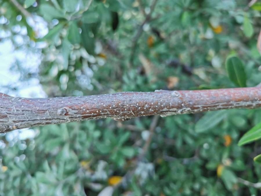 Banksia integrifolia 24