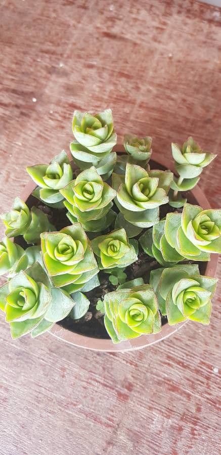 Crassula perforata 15