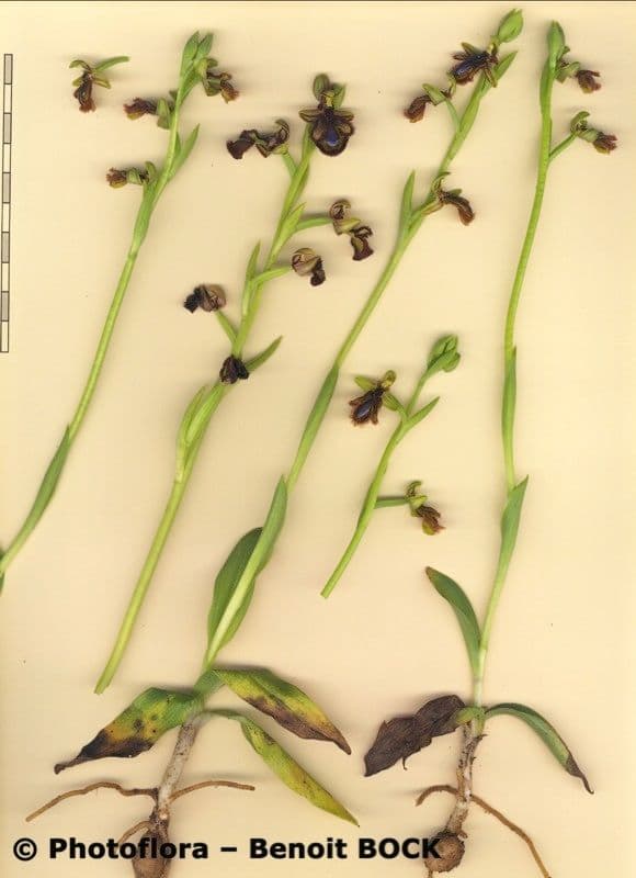 Ophrys speculum 24