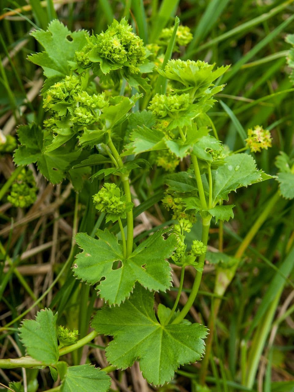 Alchemilla glabra 15