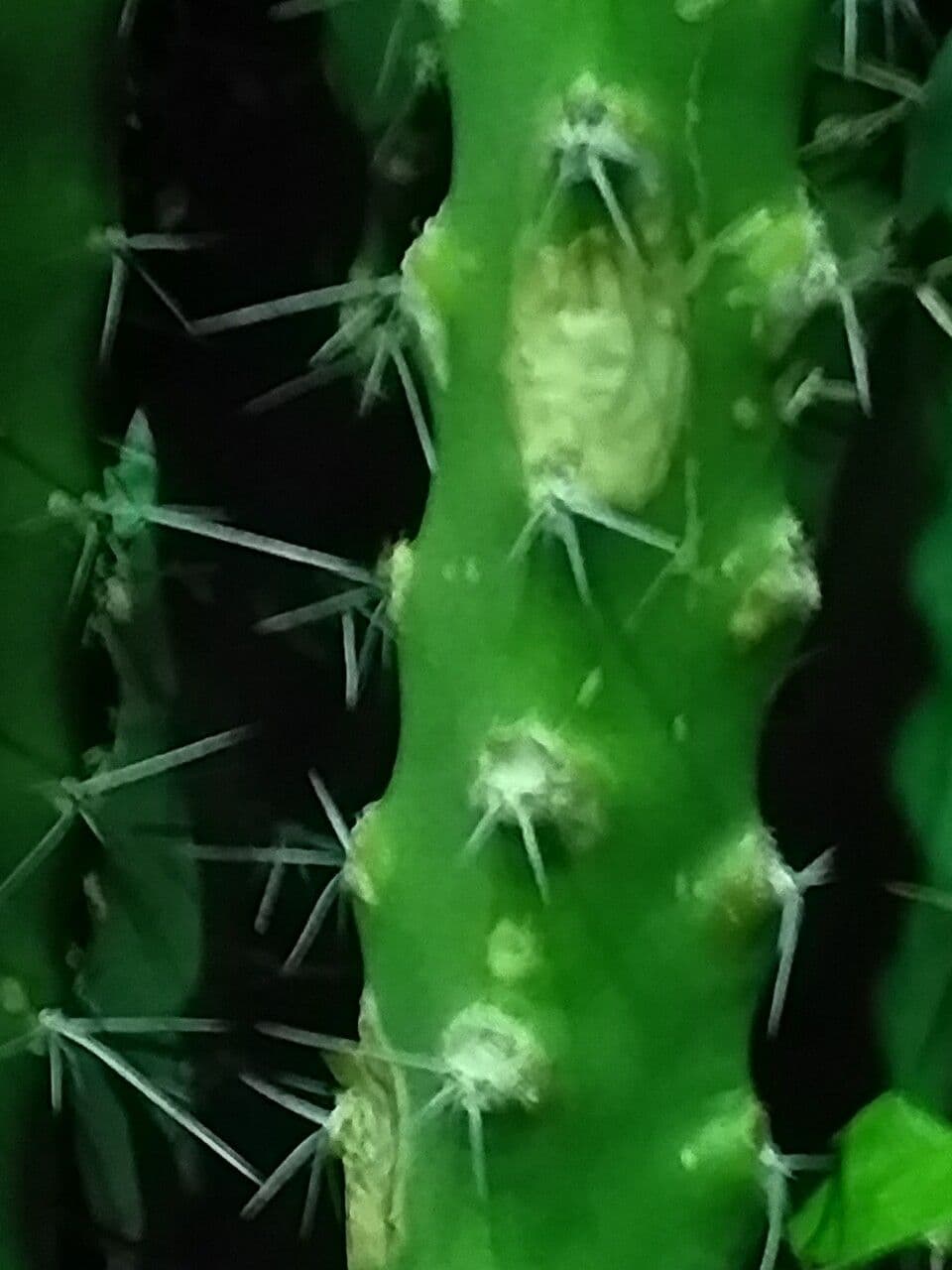Apfelkaktus 10