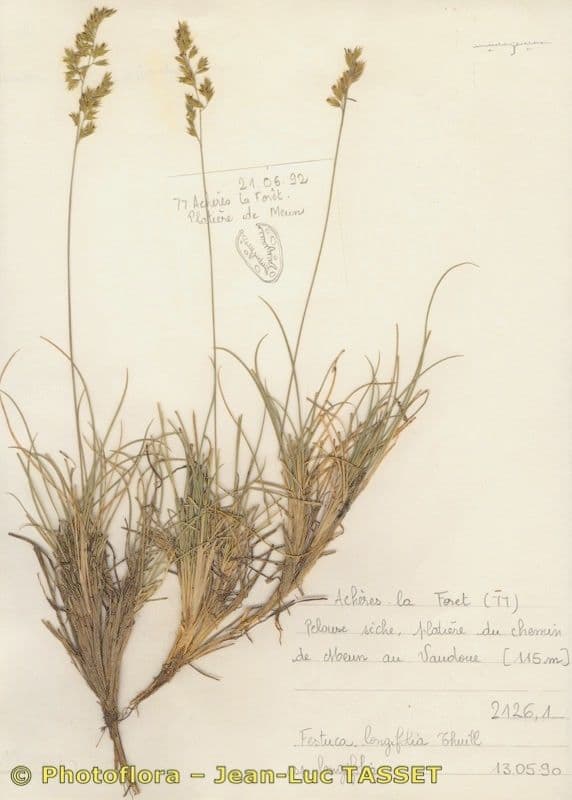 Festuca longifolia 5