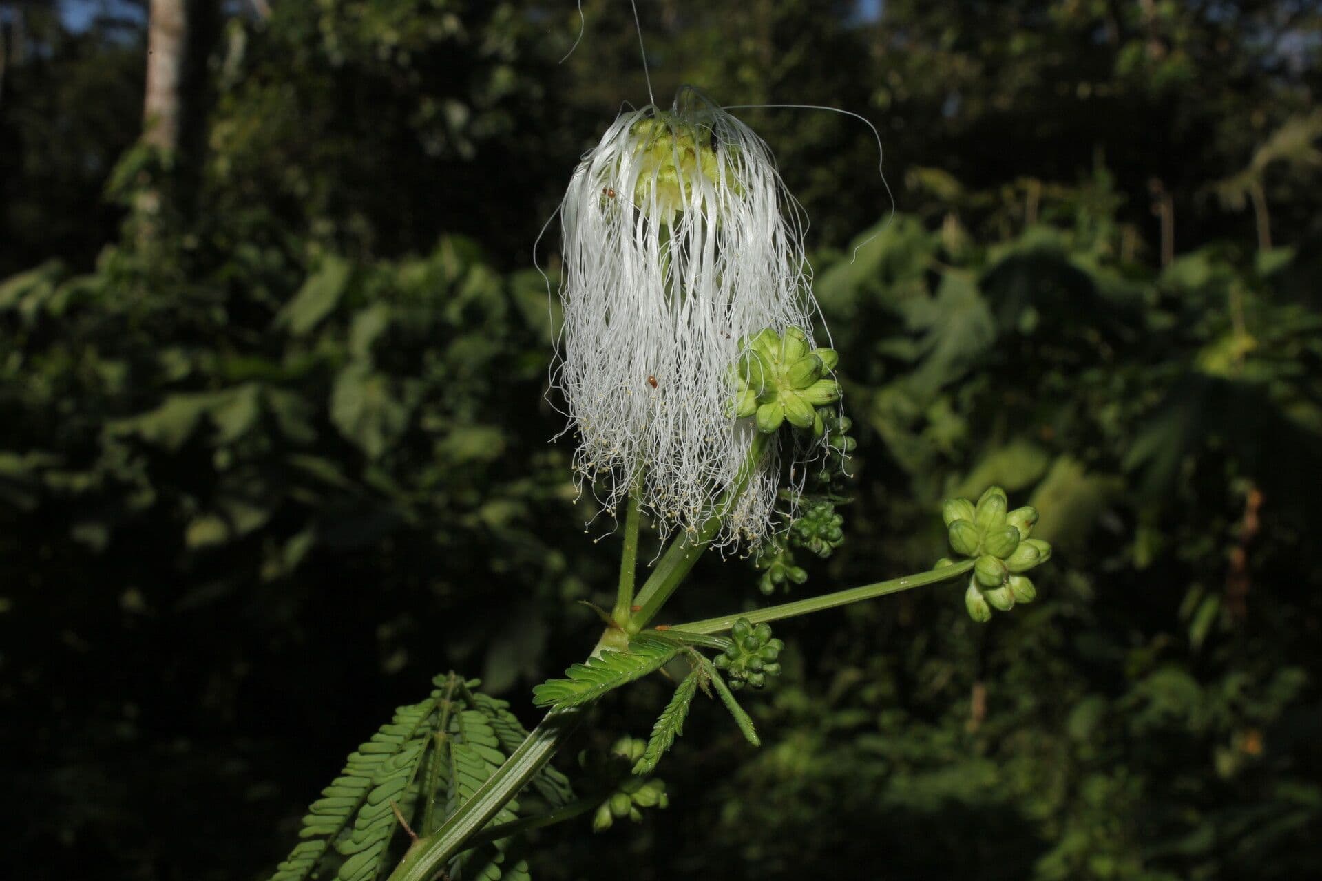 Weiße Calliandra 9