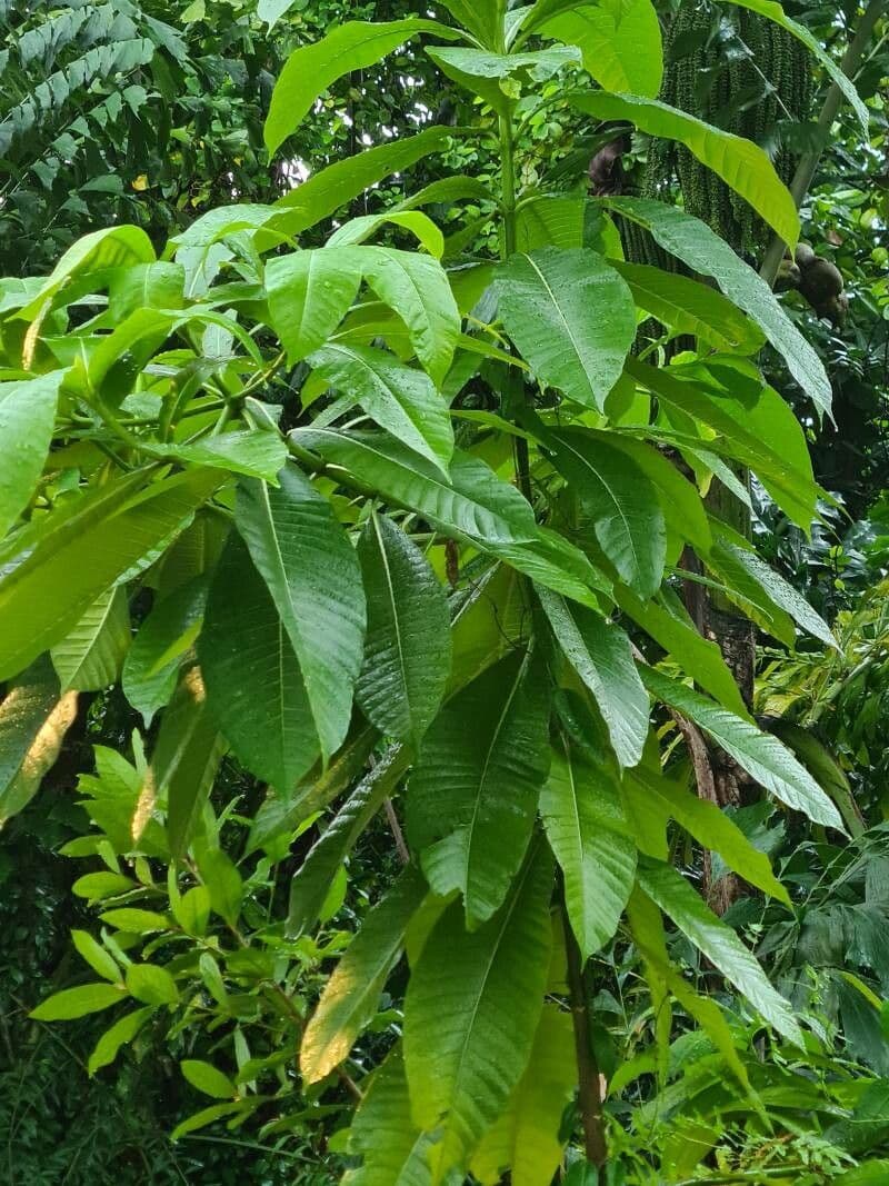 Alstonia 8