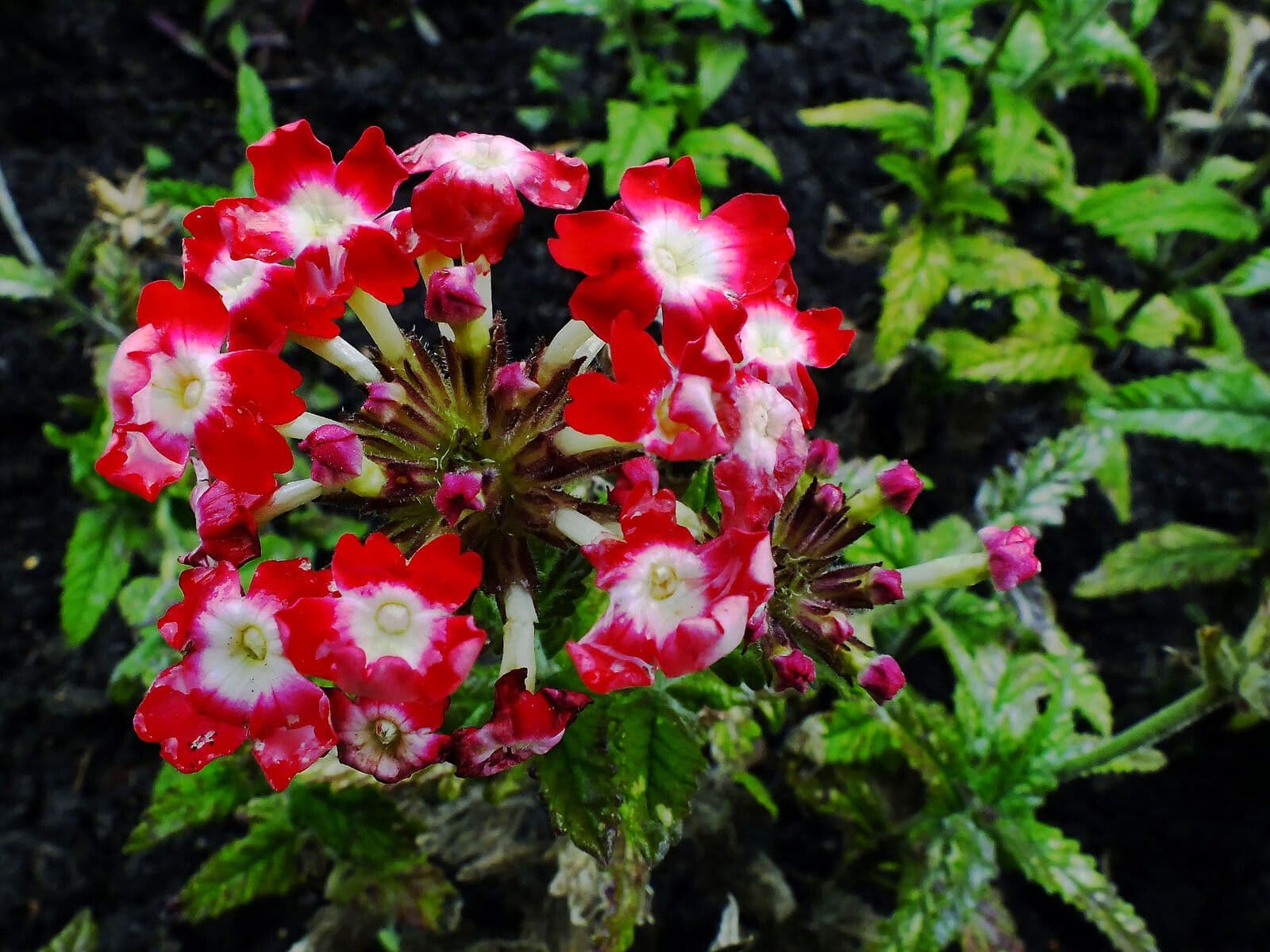 Verbena ibrida 3