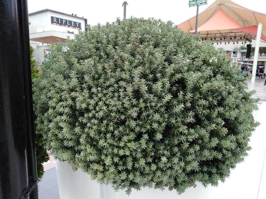 Westringia arbustiva 27