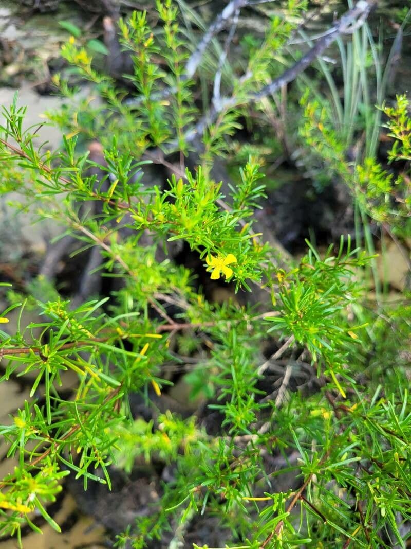 Hypericum fasciculatum 10