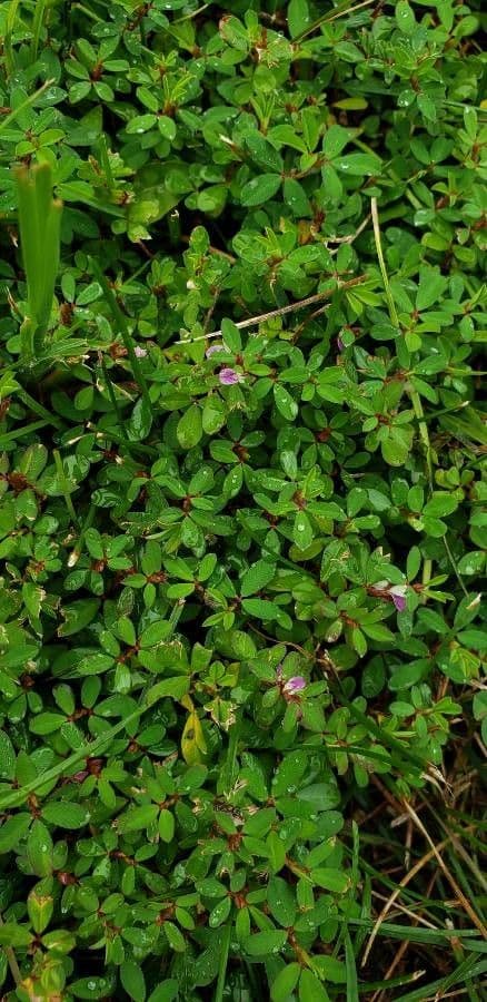 Kummerowia striata