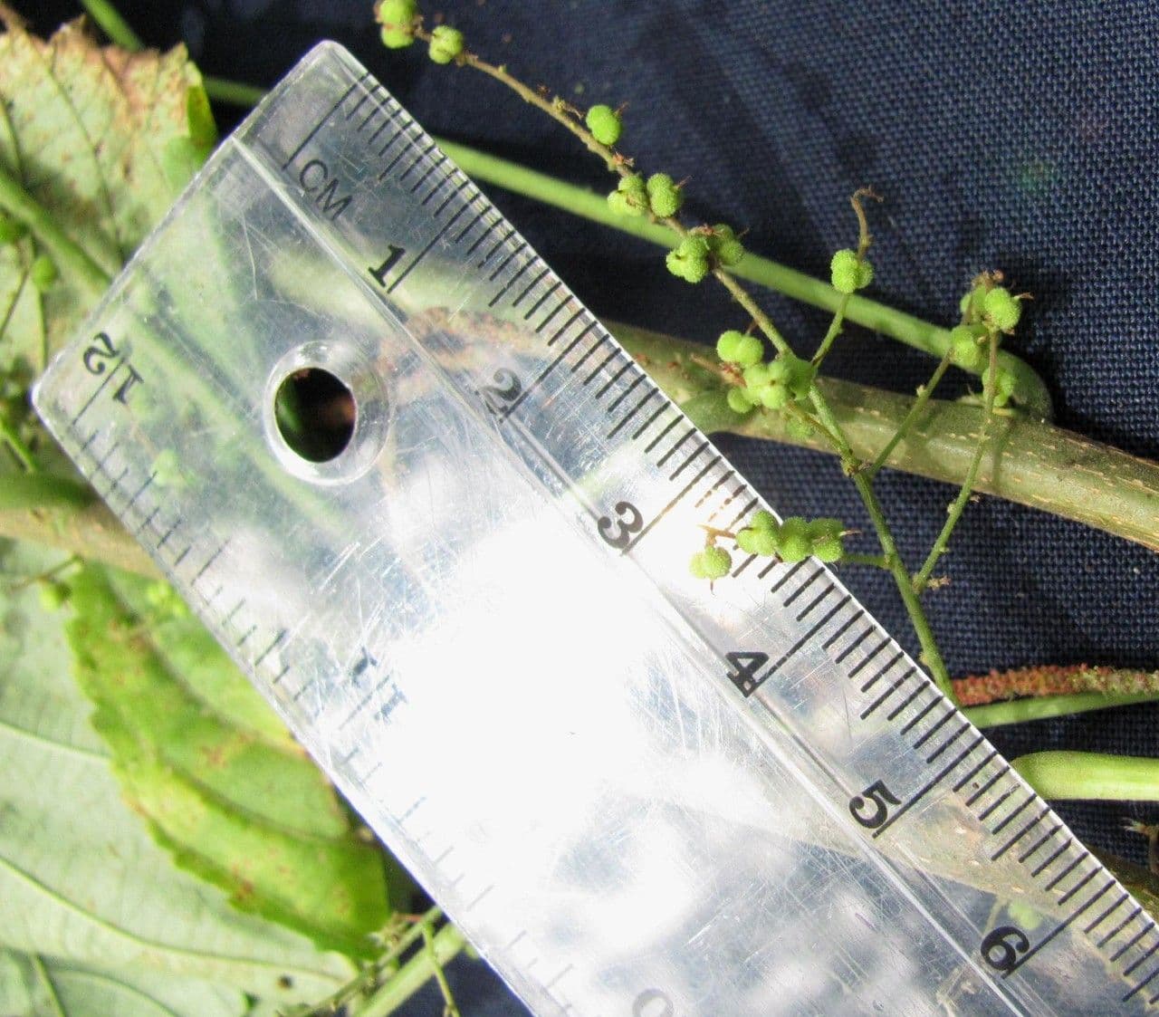 Acalypha villosa 11