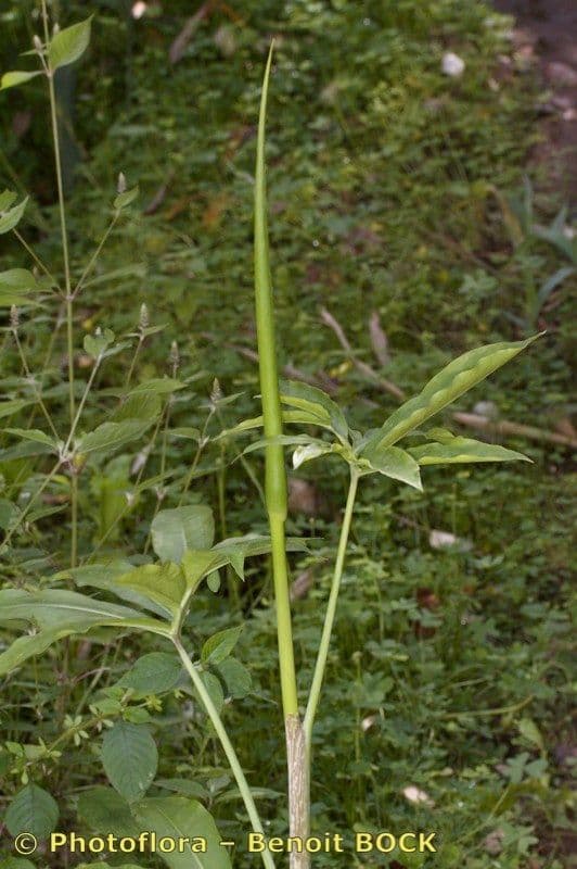 Arum dragon 9