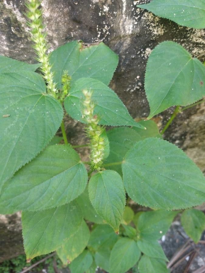 Acalypha 2