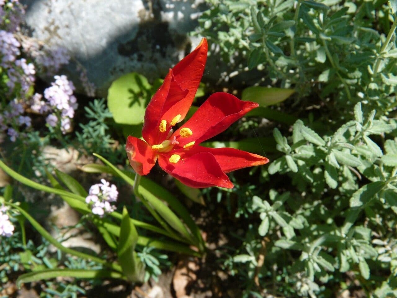 Tulipano 5