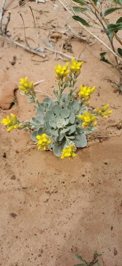 Physaria 4