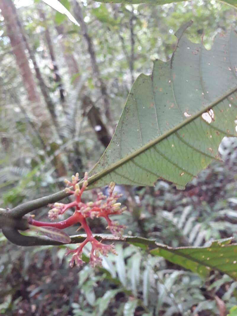 Palicourea
