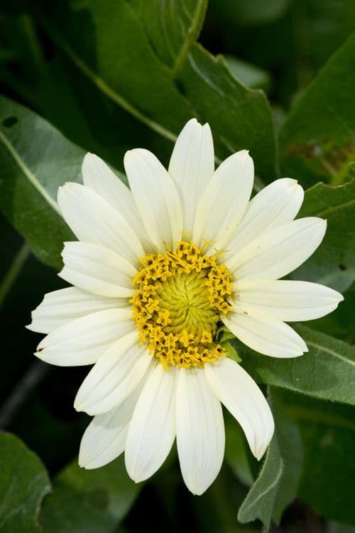 Sonnenblumen-Eselsohr 3