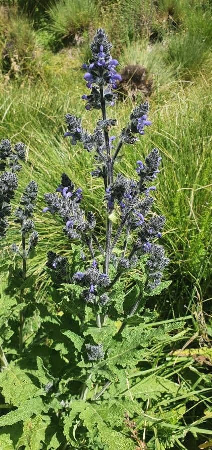 Salvia 4