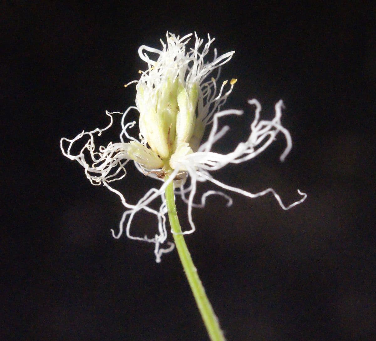 Bogen-Desmanthus 6