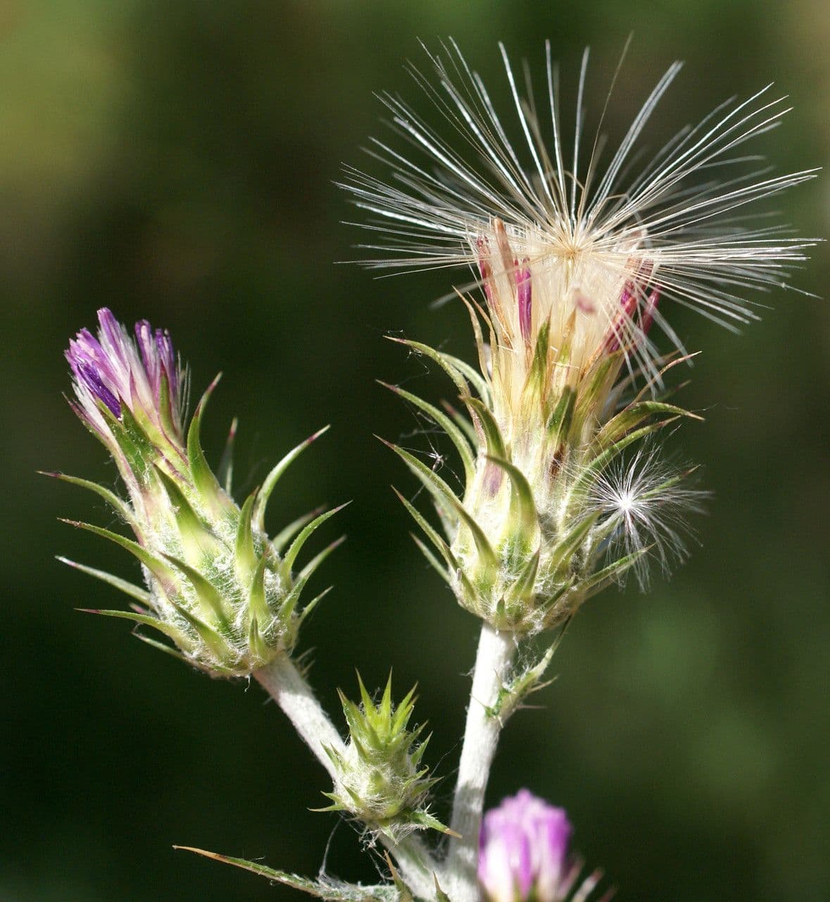 Cardo saettone 3