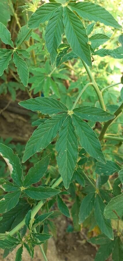 Pavučinkový kvet 19