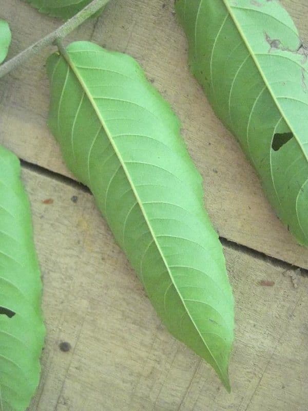 Banara 6
