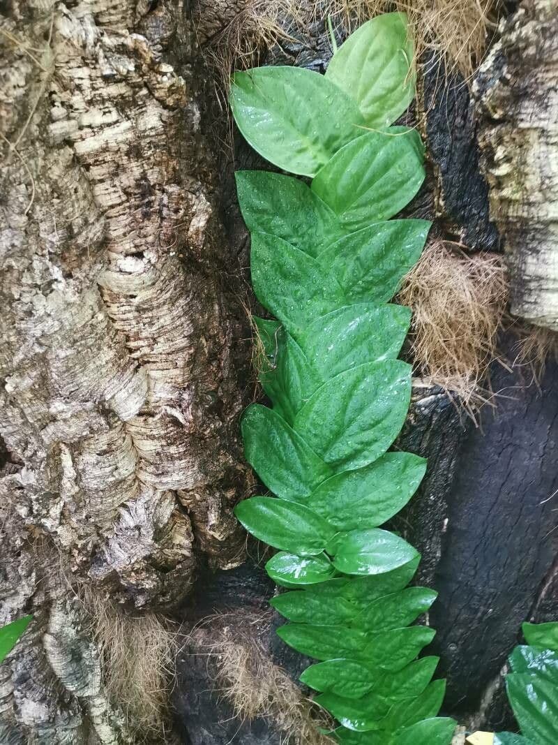 Rhaphidophora 5