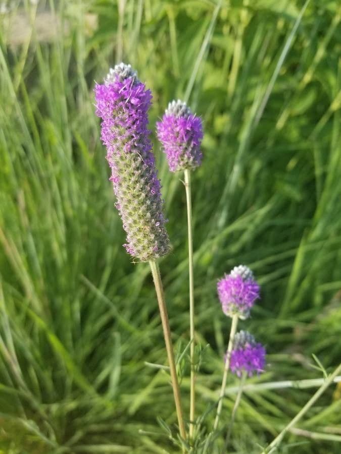 Dalea purpurea 5