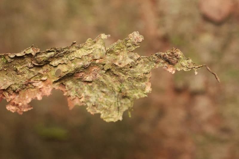 Basralocus 19
