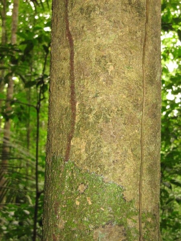 Drypetes variabilis 13