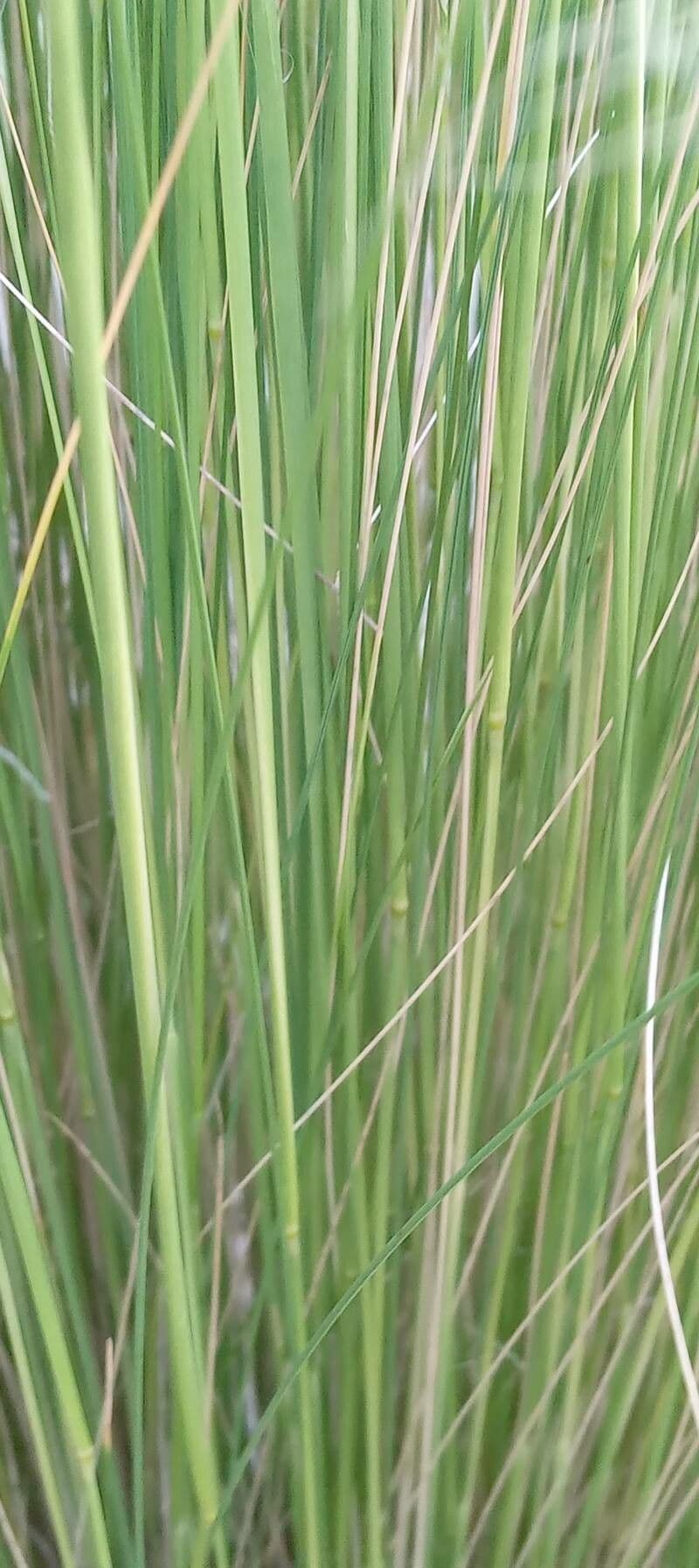 Nassella tenuissima 23