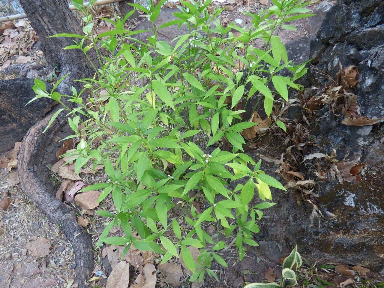 Gendarussa 10