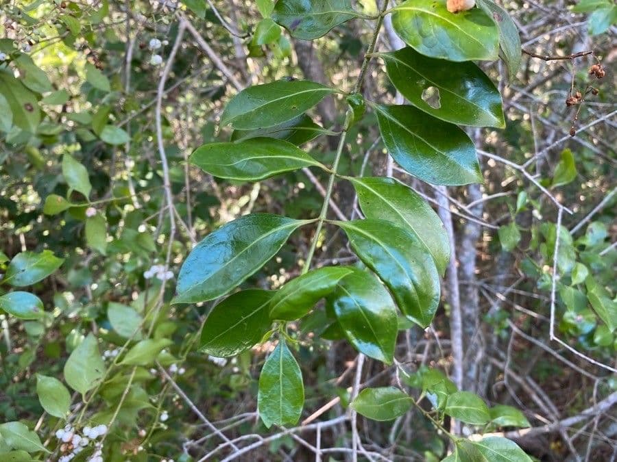 Psydrax odorata 9