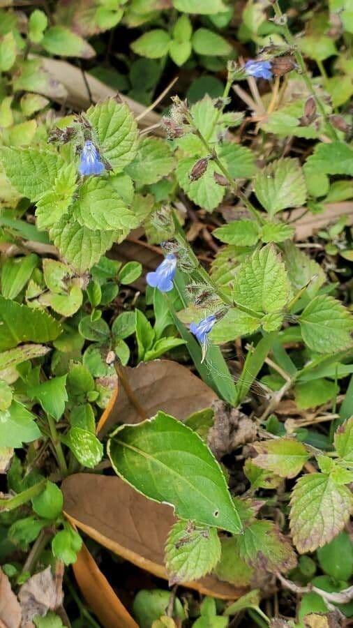 Salvia 10