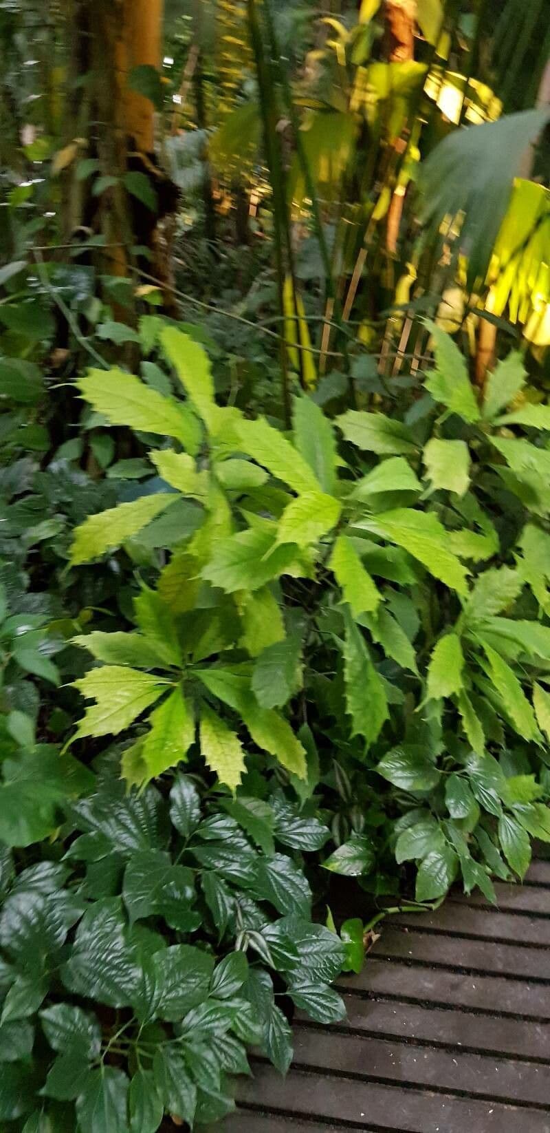 Dorstenia