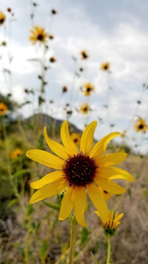 Girasole della California 5