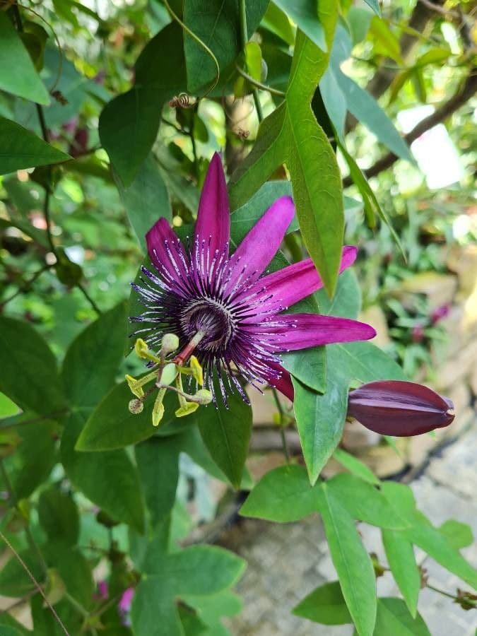 Passiflora ametista 3