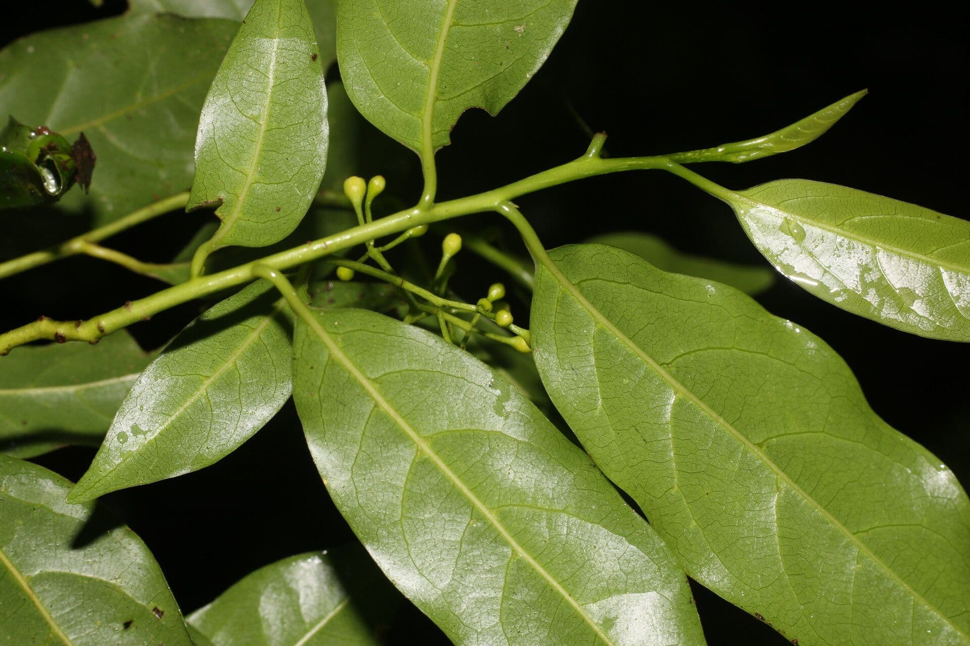 Ocotea 10