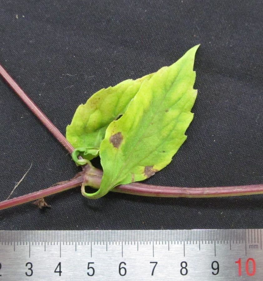 Melampodium 14