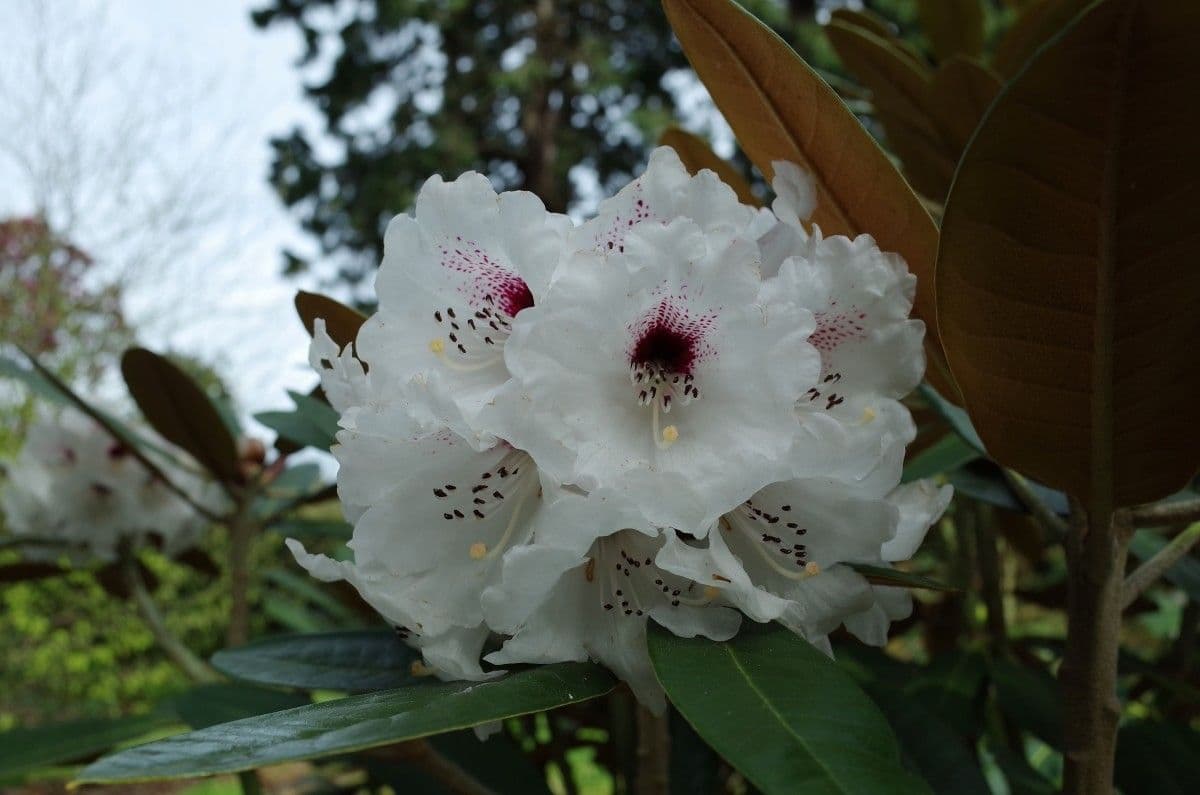 Rododendro 5