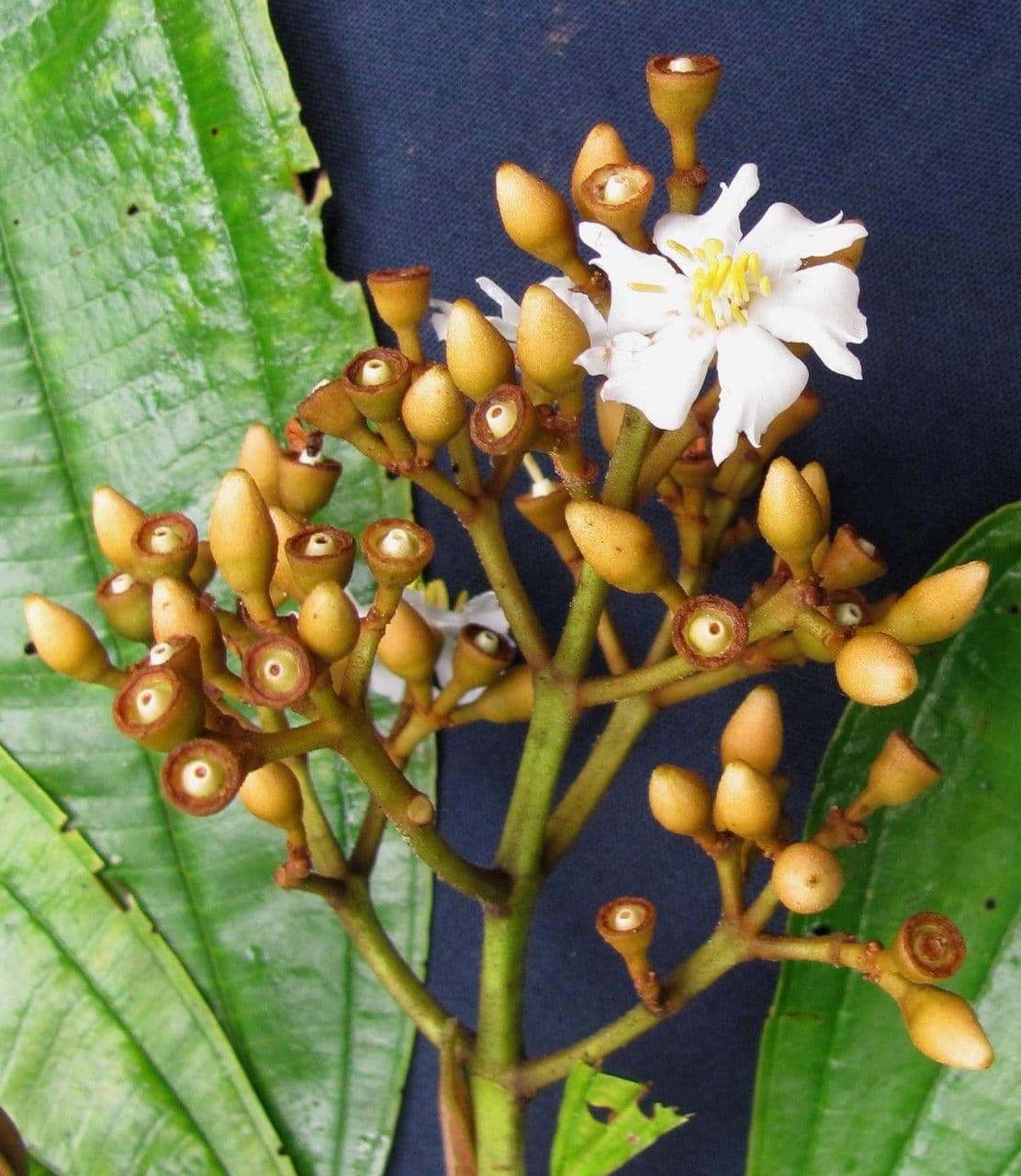 Conostegia luquillo