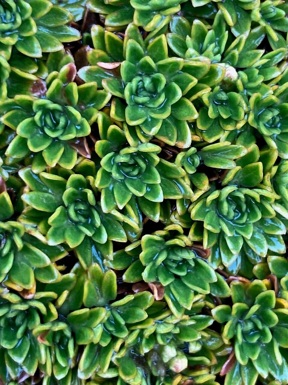 Azorella 15