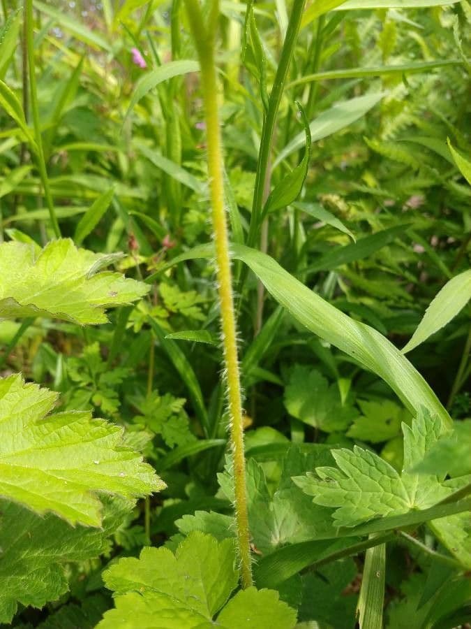Tellima grandiflora 24