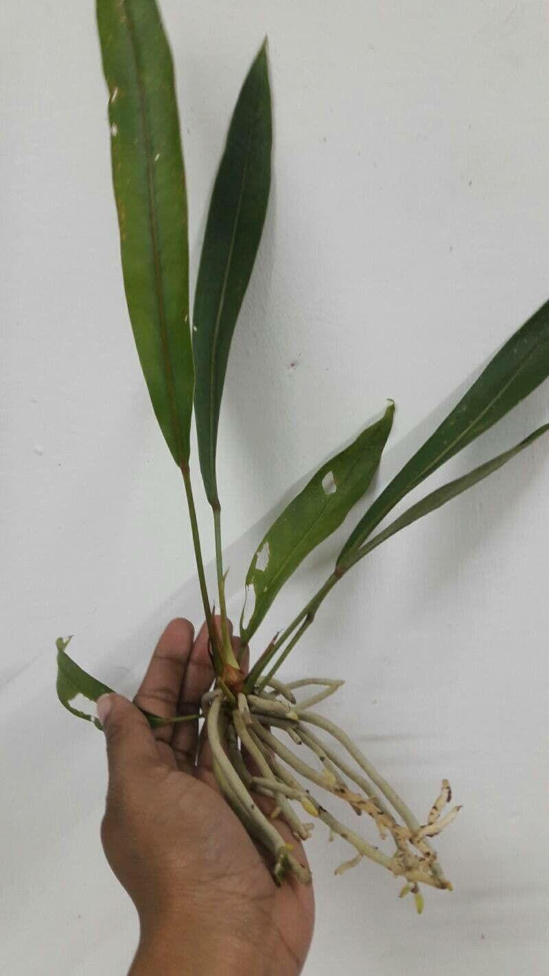 Anthurium di Baker 5