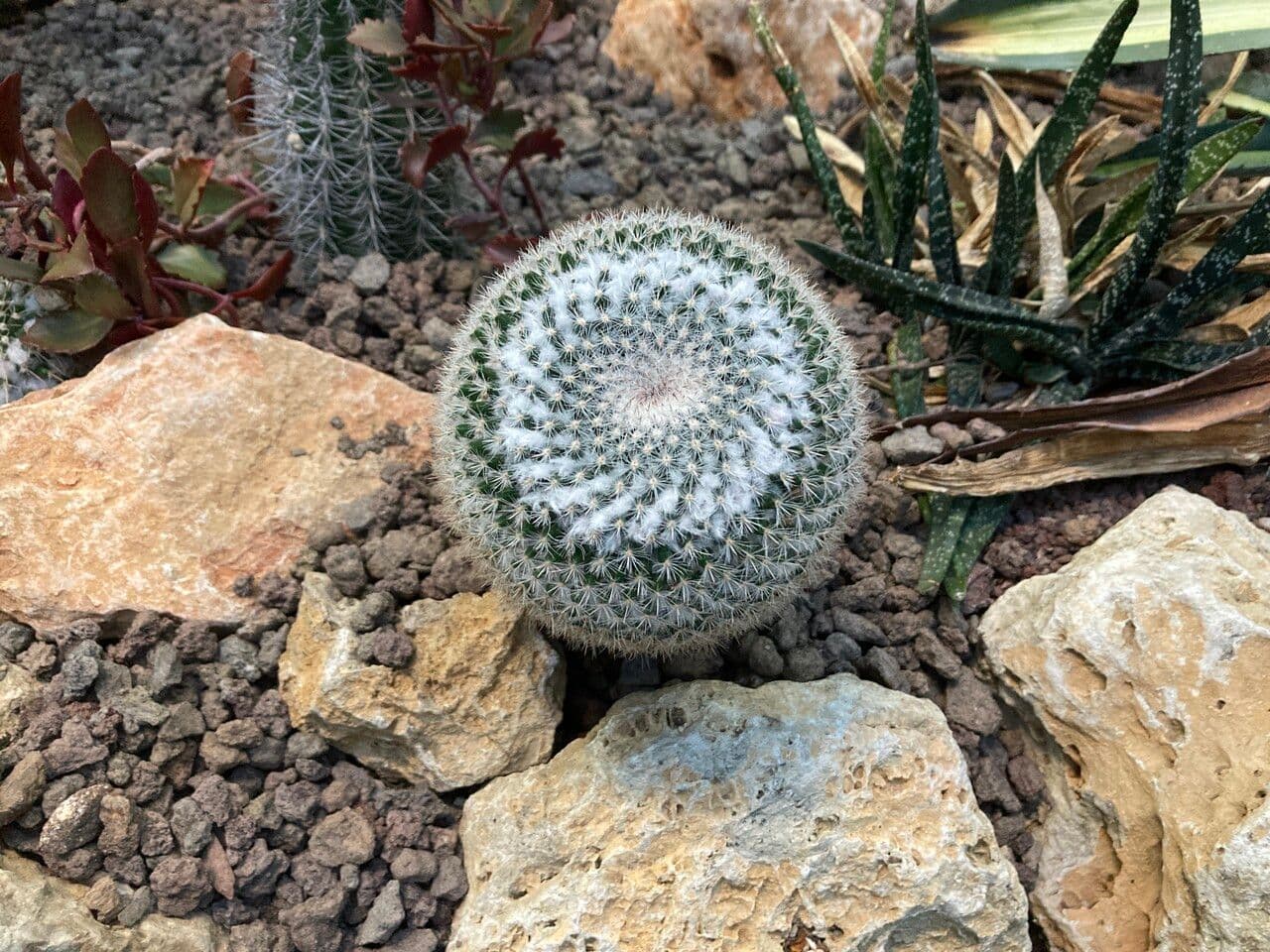 Mammillaria 5