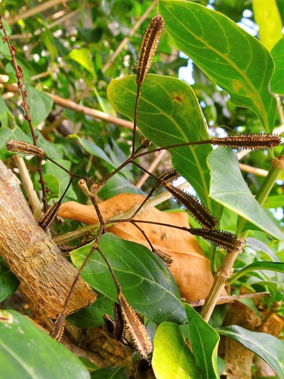 Pisonia 5