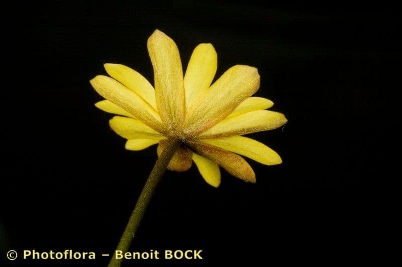 Anemone palmata 26