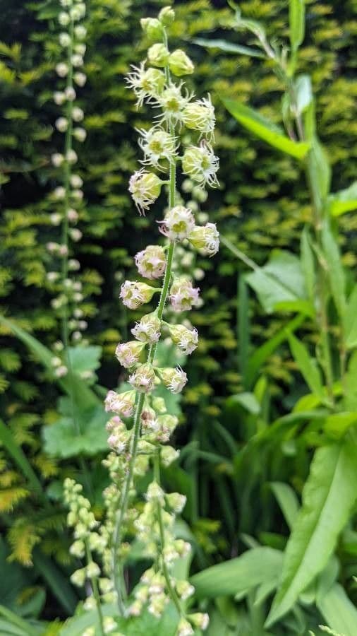 Tolmiea menziesii