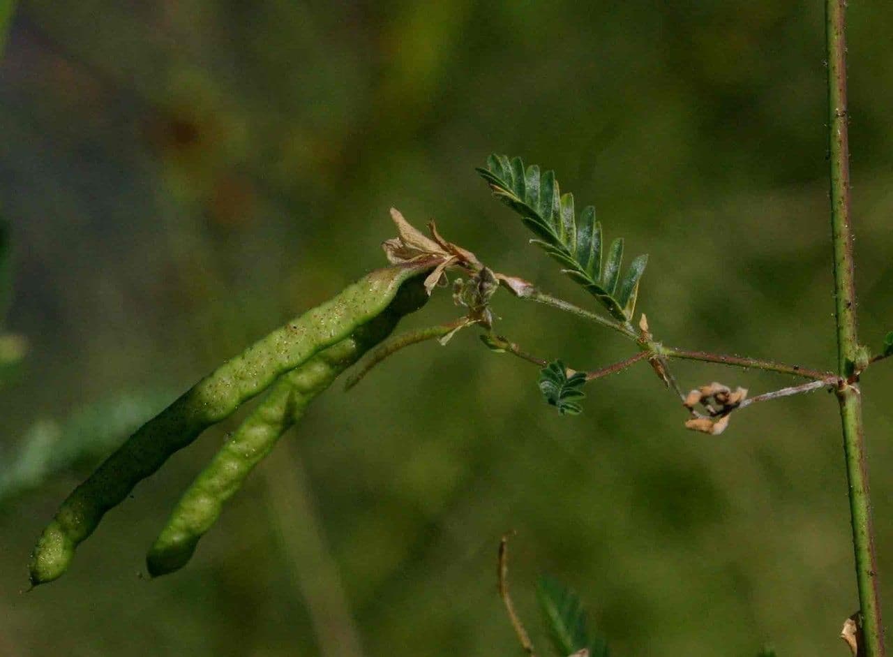 Aeschynomene indická 3