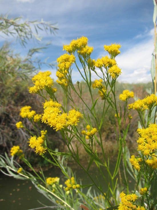 Solidago occidentale 8