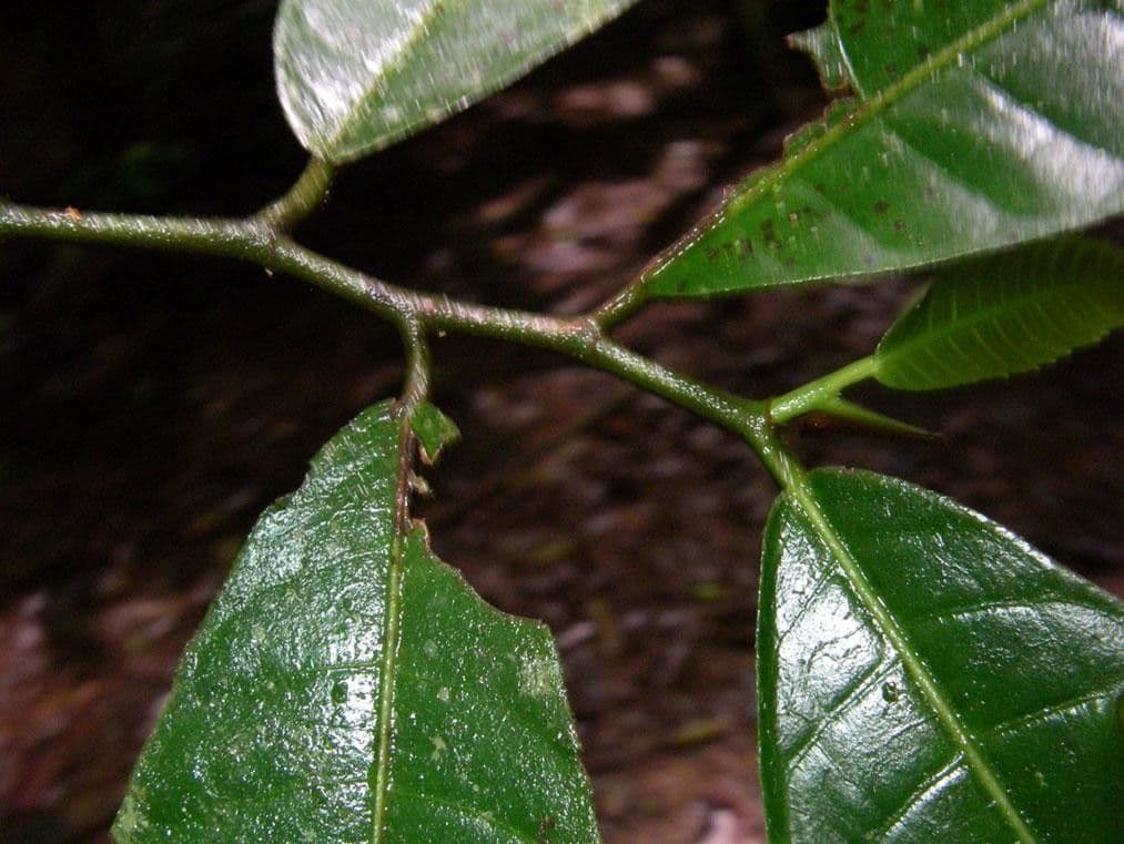 Perebea ispida 20