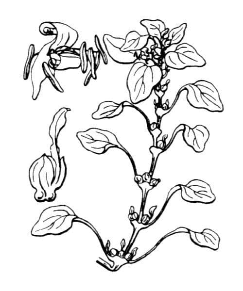 Leucopée 20